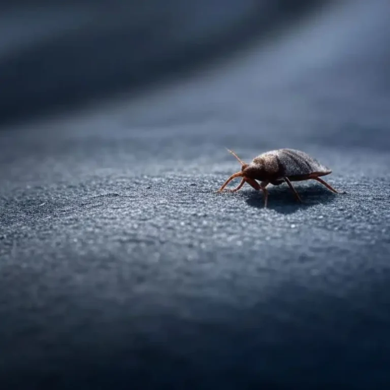 Cómo eliminar los ácaros del sofá 6 cómo-eliminar-los-acaros-del-sofa