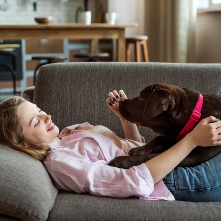 Mantener tu Sofá Libre de Pelos y Olores de Mascotas 5 mascotas