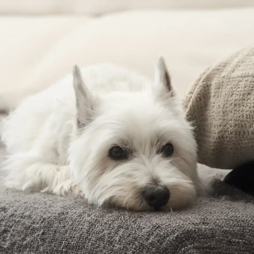 mascotas-en-el-sofa