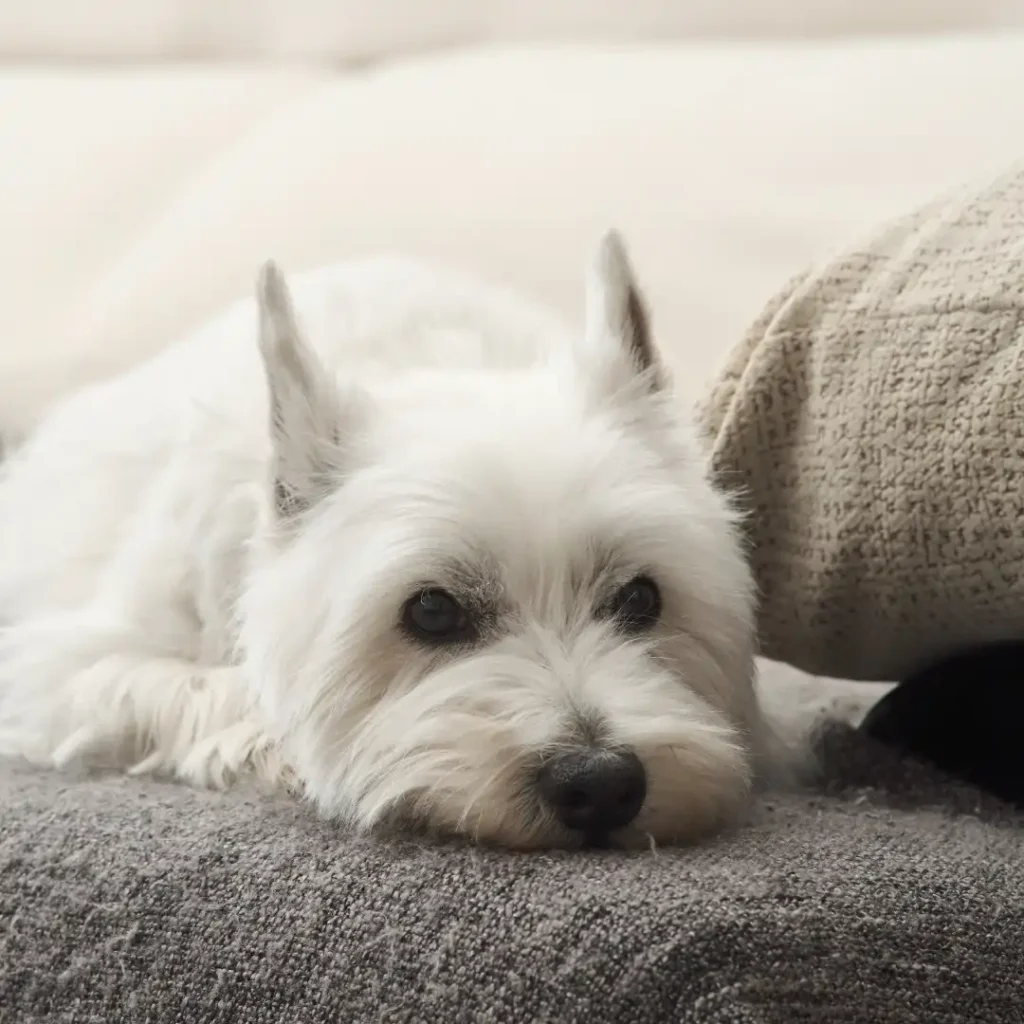 Riesgos de Que Tus Mascotas Suban al Sofá y a la Cama mascotas-virus-y-bacterias-del-hogar